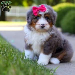 Sunny, Mini Bernedoodle Puppy